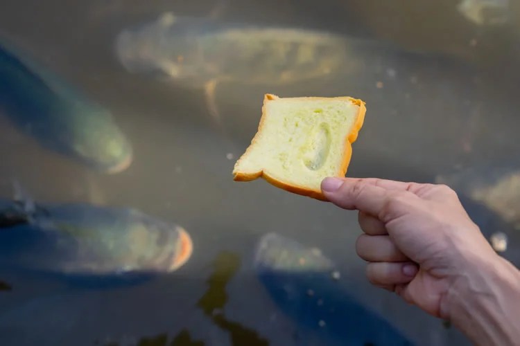 How to hook bread for surface fishing MiaFishing