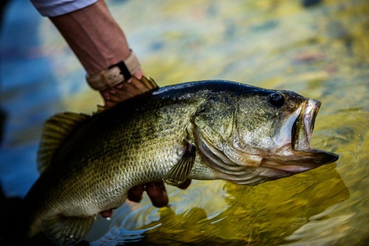 Largemouth Bass Tips (Beginners Guide To Bass) - Miafishing