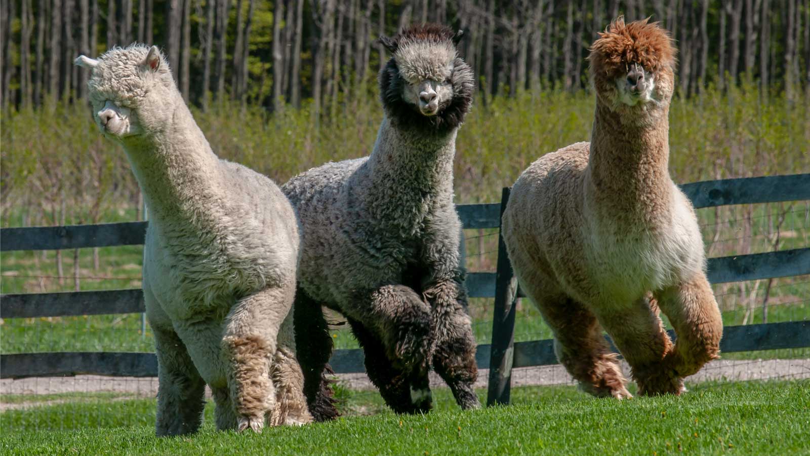 Home Alpaca Association of Michigan