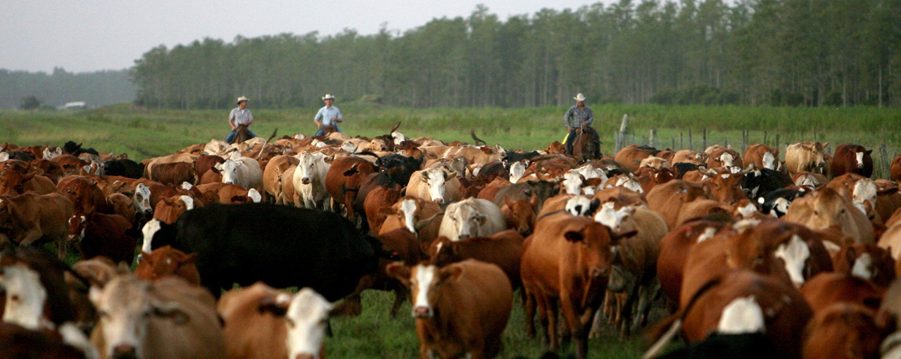 Florida, the 7th Largest Cattle State Miami Beef