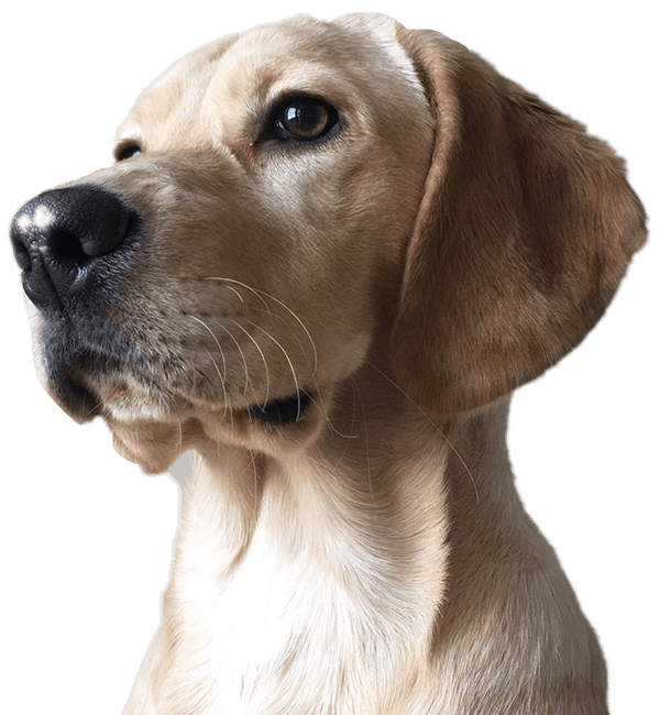 Miami Pet Clinic Veterinaria en Miami, Little Havana, Allapattah