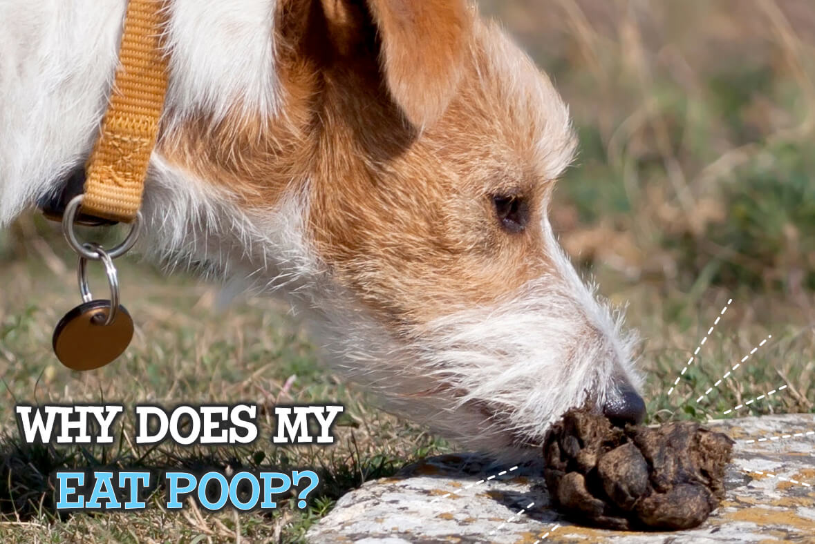 Why Does My Dog Eat Dog Poop? Miami Pet Concierge