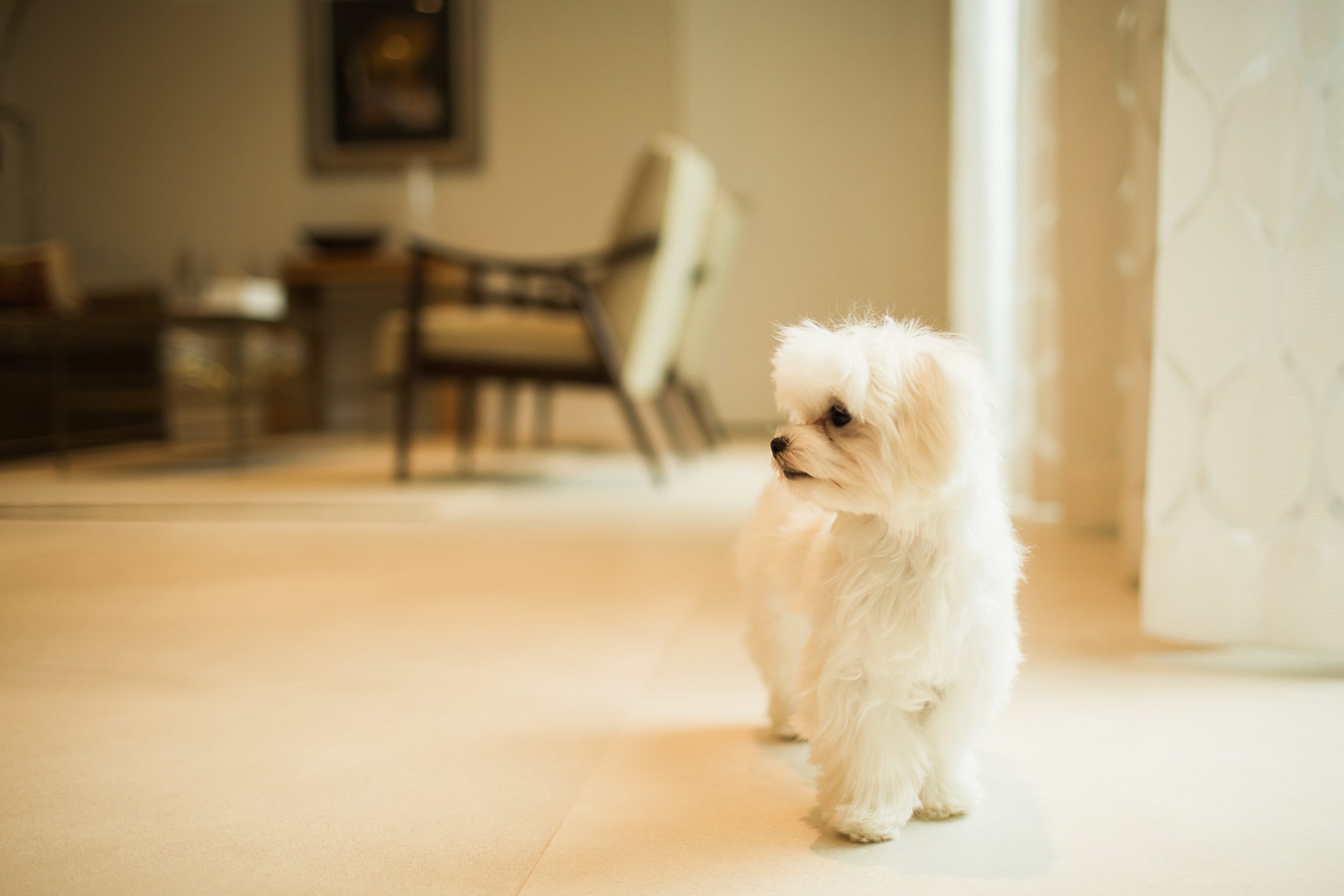 Pet Sitting vs. Boarding Which is better for my pet? Miami Pet