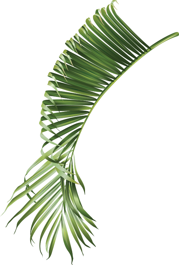 Treetop Trekking Miami Fun Adventures in Miami Florida