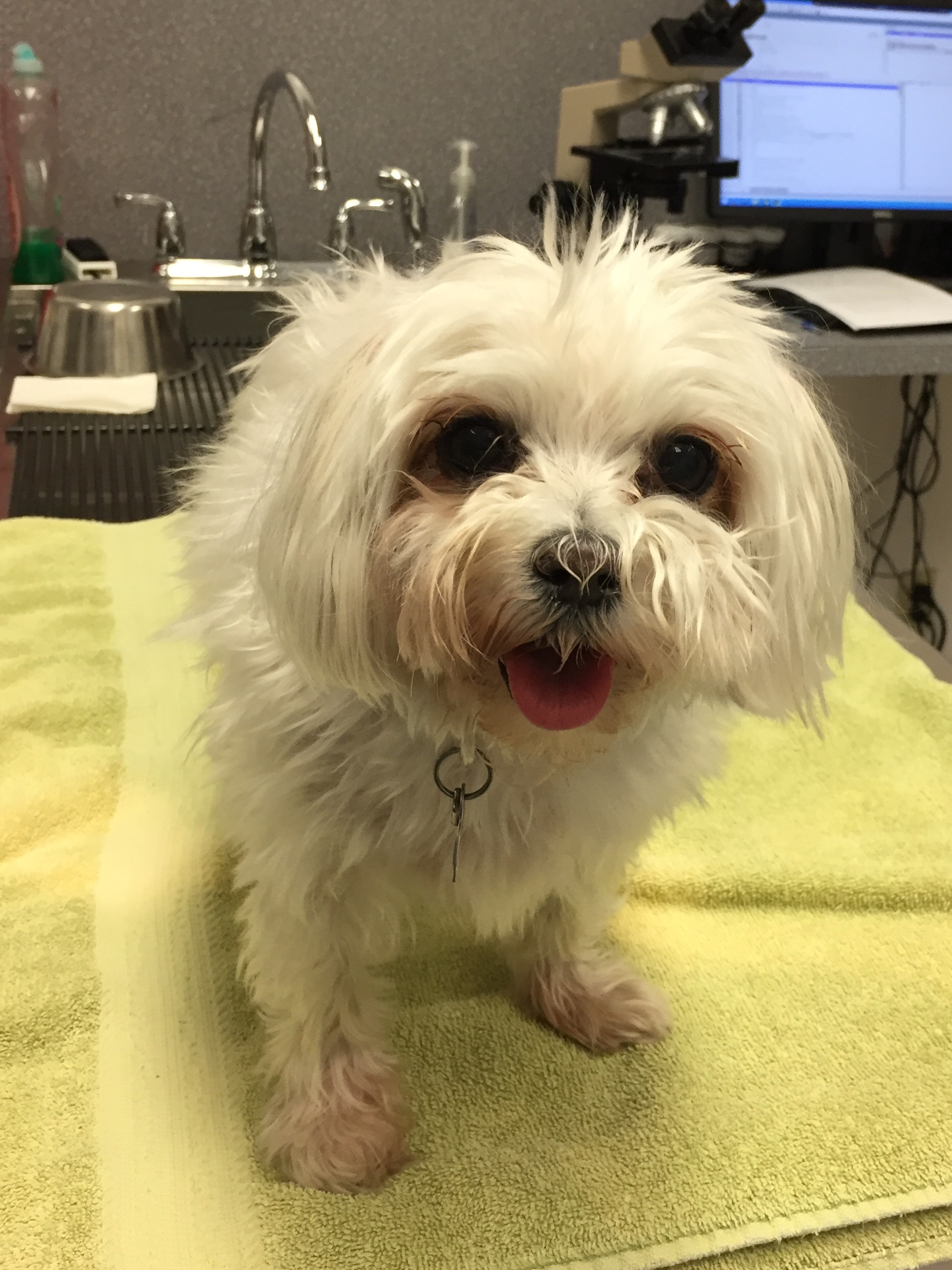 Veterinary Dermatologist Testimonial Dr. Rosales Skin Care & Allergists