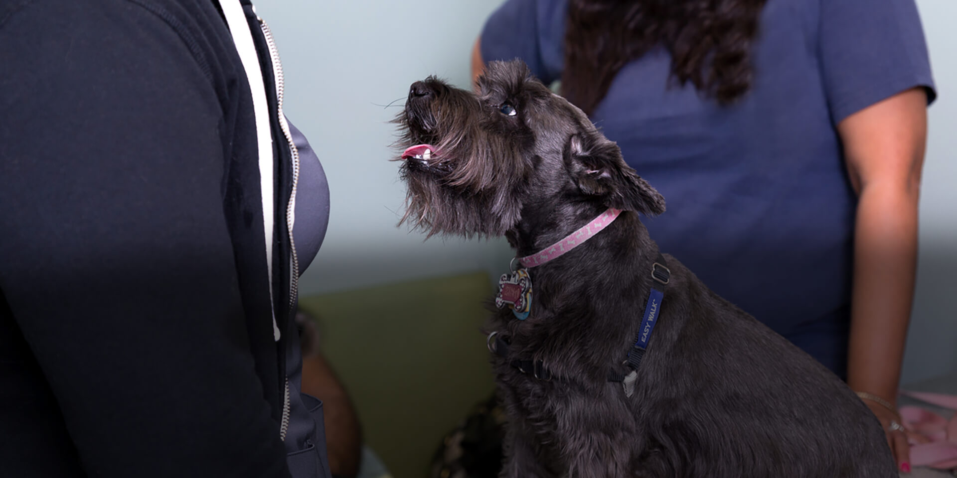Veterinary Dermatology Miami Animal Skin, Allergy & Ear Care Dr. Rosales