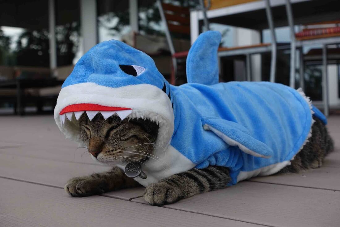 Ein Haikostüm für Katzen aus Miaustore Deustchland