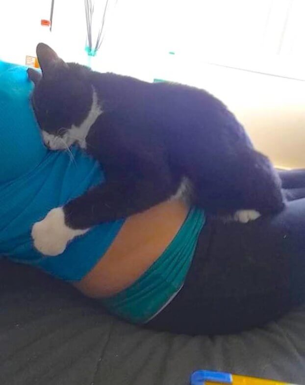 Diese Katze besteht darauf auf dem schwangeren Bauch zu
