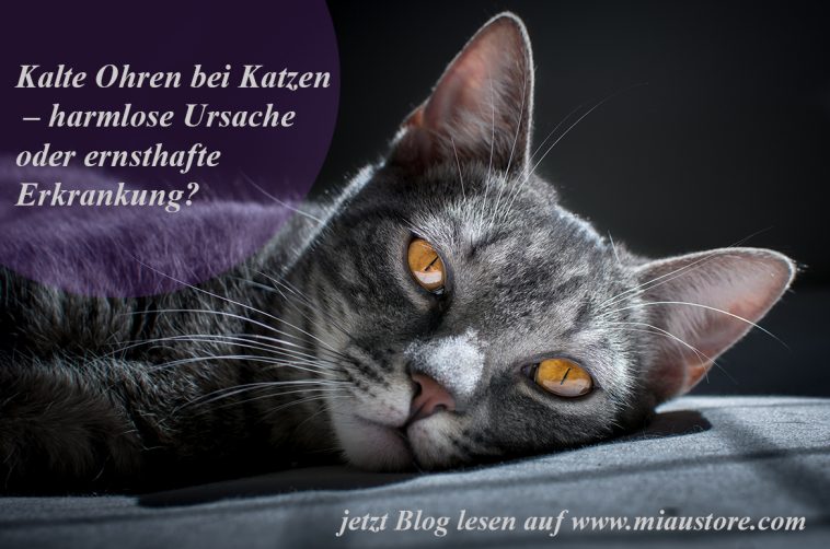 Kalte Ohren bei Katzen harmlose Ursache oder ernsthafte Erkrankung?