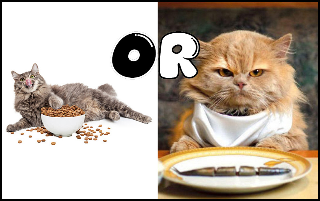 Pemberian Makan Kucing Berapa Kali Sehari ? Forum Kucing Indonesia