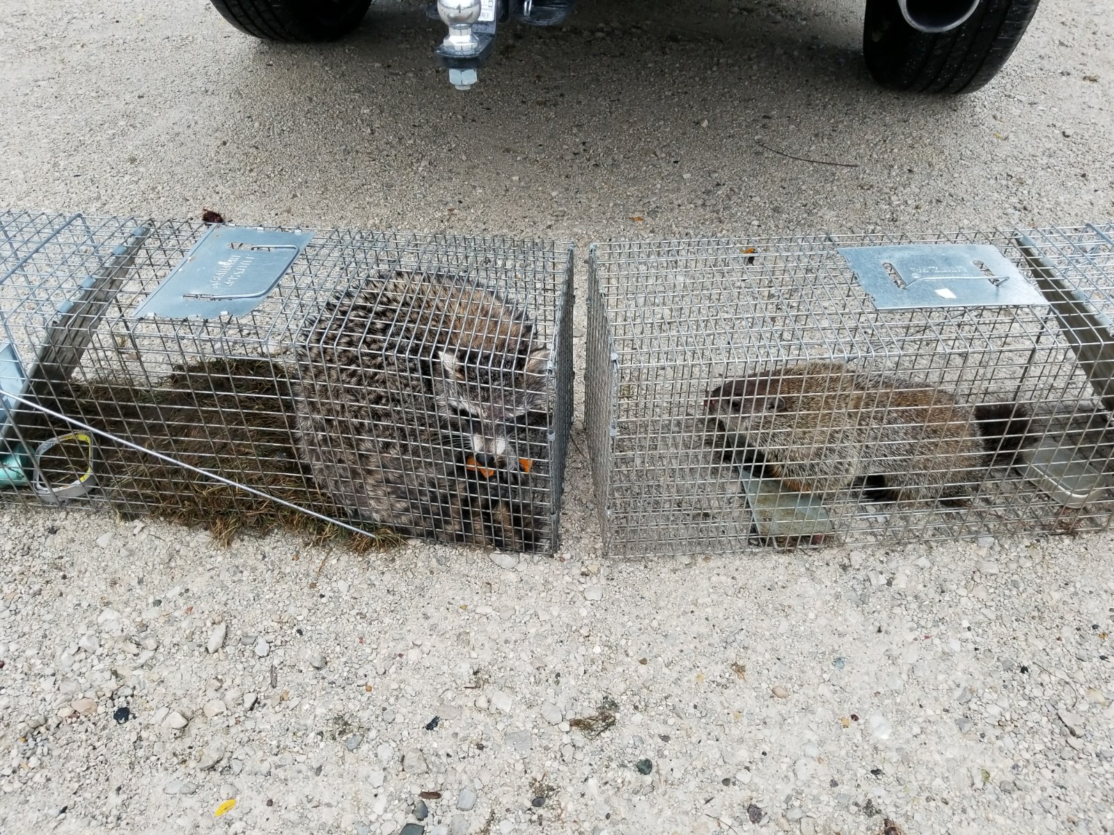 🦝 Michigan Wildlife Removal 2020 Animal Trapper of the Year