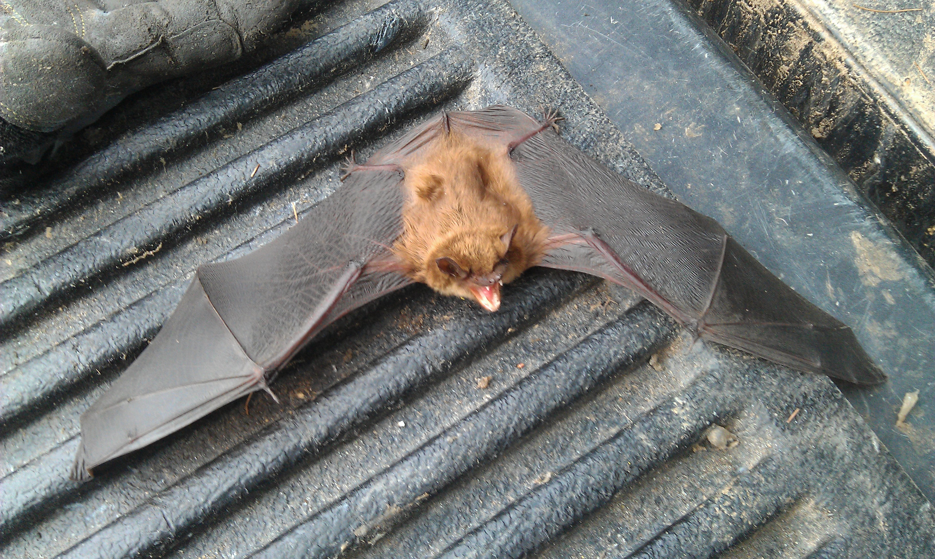 Michigan Bat Control, Inc Pest Control, Animal Control, & Bird