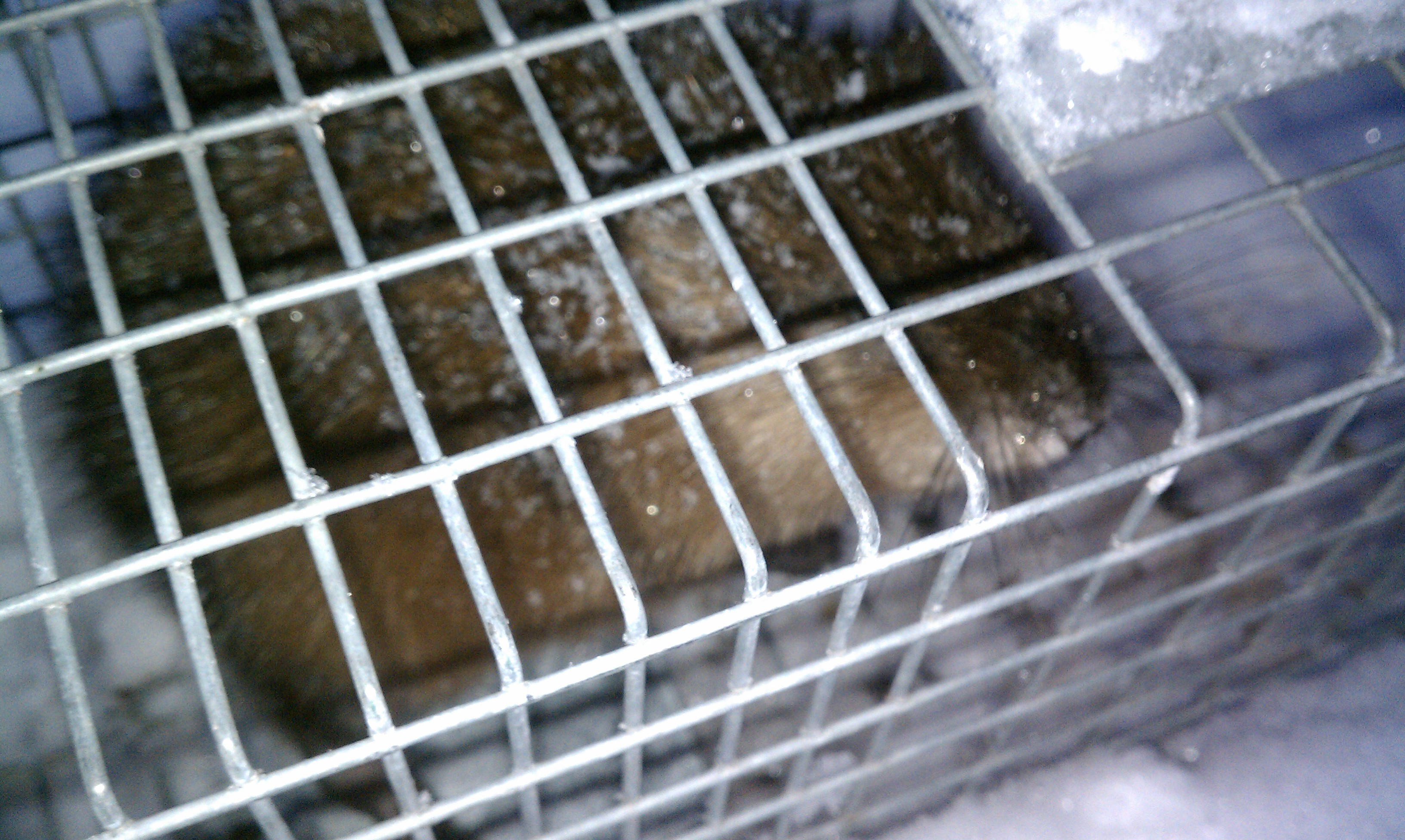 Muskrat Removal Services Michigan's 1 Muskrat Trapper in 2020