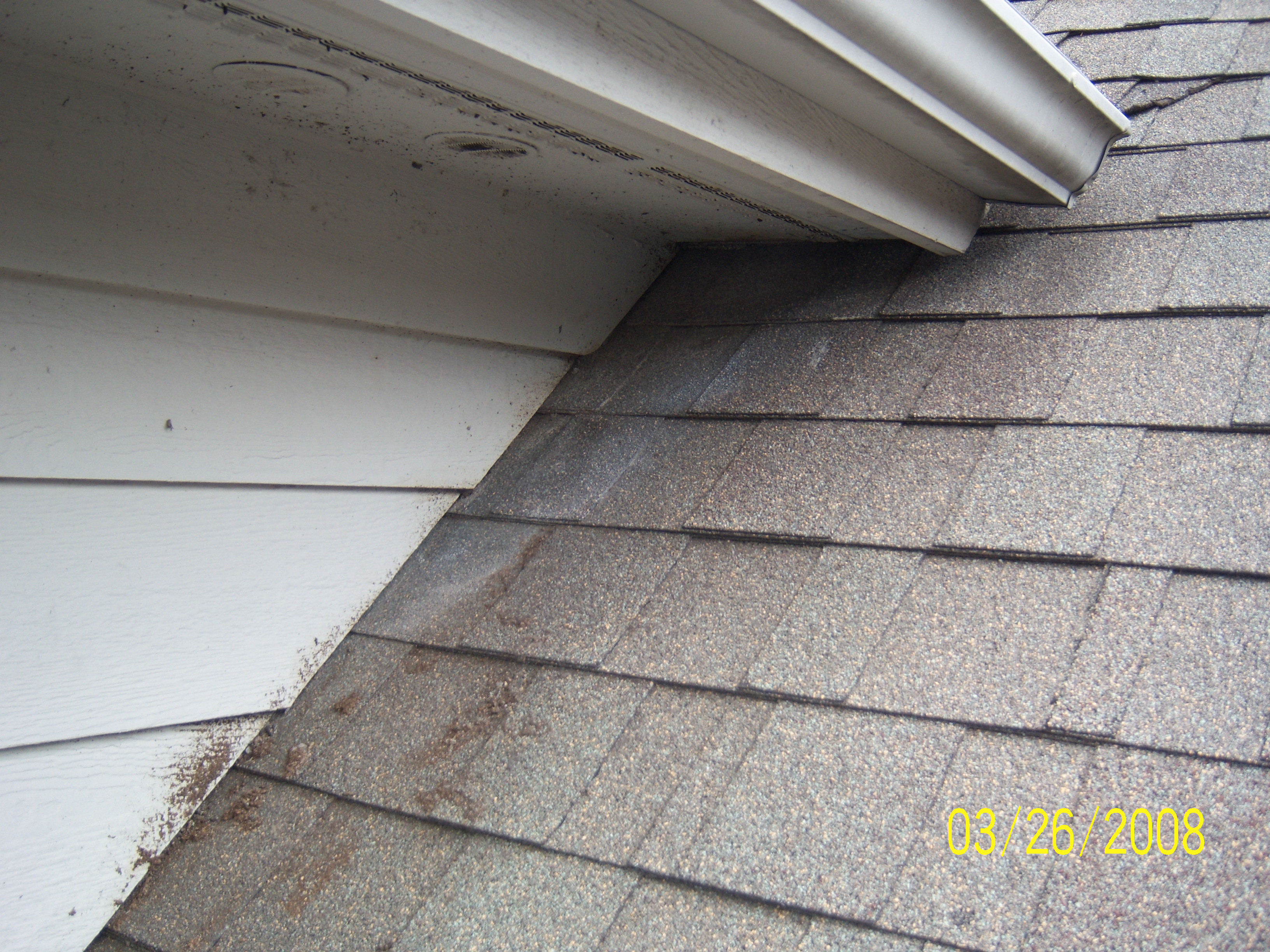 Bat Removal Services Near Me Michigan Bat Control