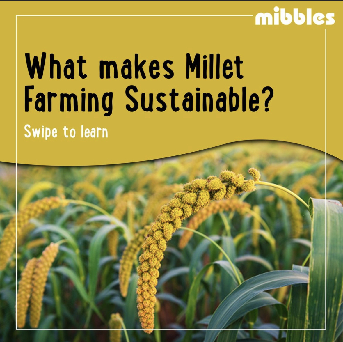 The Ancient Marvel A Glimpse into the History of Millets in India