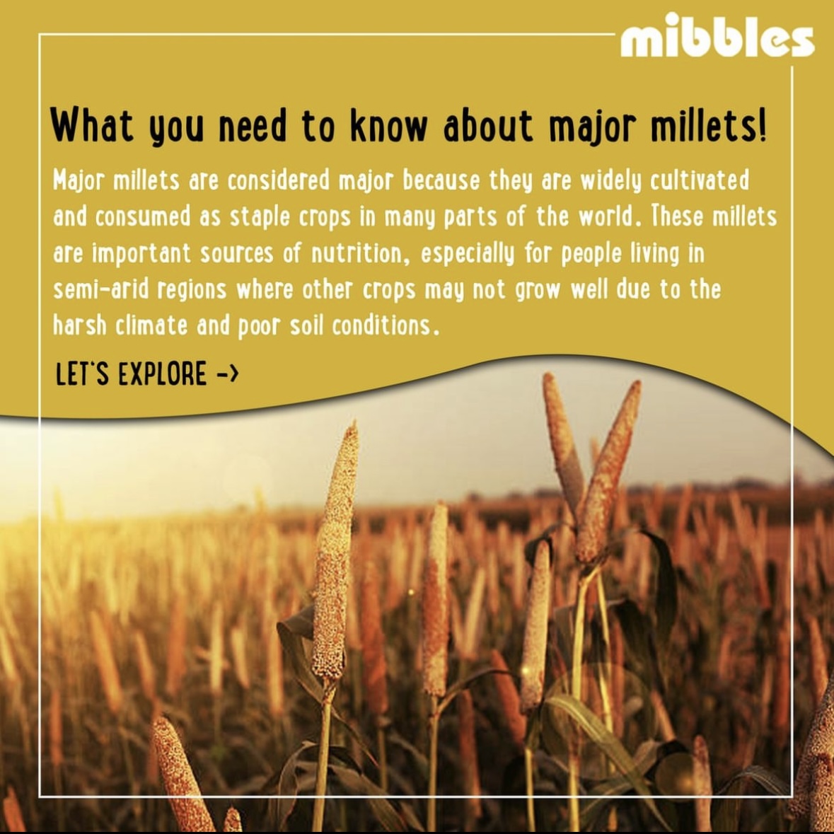 What you need to know about major millets! Mibbles
