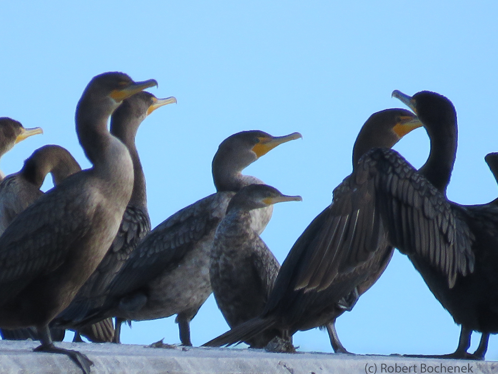 Neotropic Cormorant Michigan Bird Records Committee