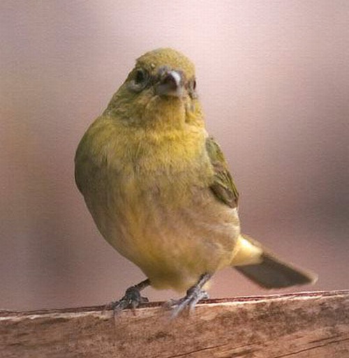 Painted Bunting Michigan Bird Records Committee