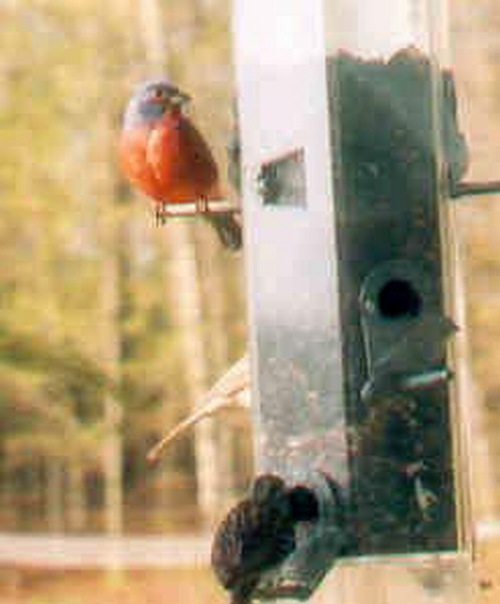 Painted Bunting Michigan Bird Records Committee
