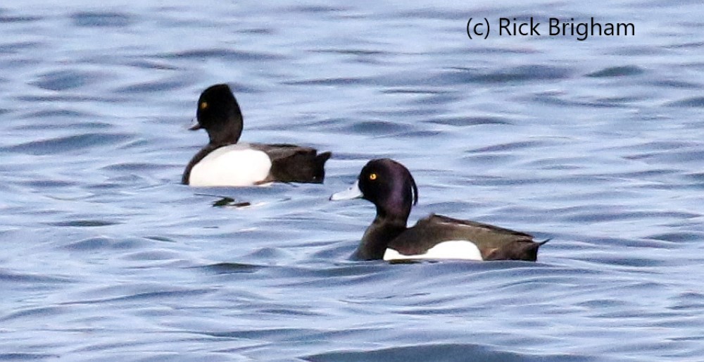 Tufted Duck Michigan Bird Records Committee