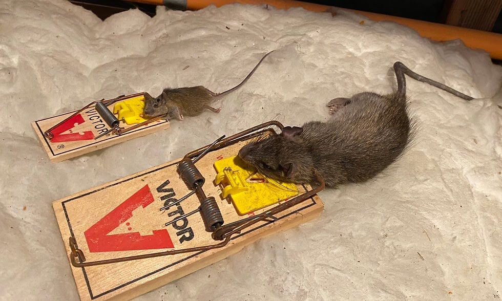 How Do Mice Live? Mice Garden
