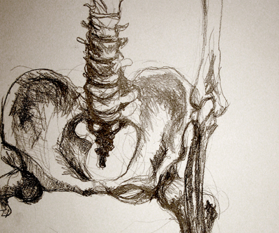 pelvis