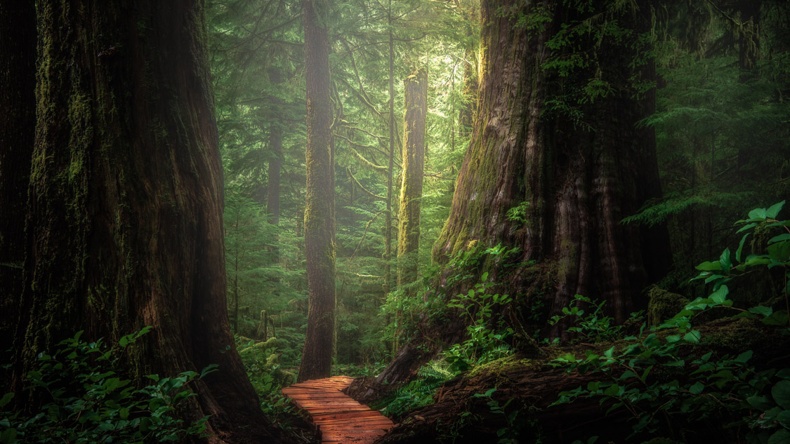 Vancouver Island Old Growth Forest Photography Michael Fine Art