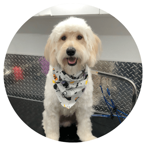 Be on Time for local mobile dog groomers near me Pick up and Ready to