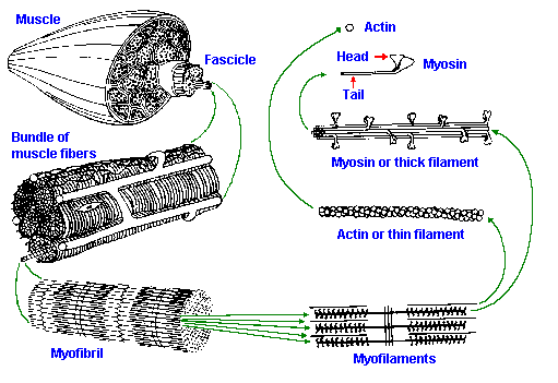 Myofibril Wikipedia What is the relationship between myofibrils and