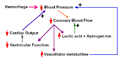 Blood Pressure Homeostasis Chart: A Visual Reference of Charts | Chart