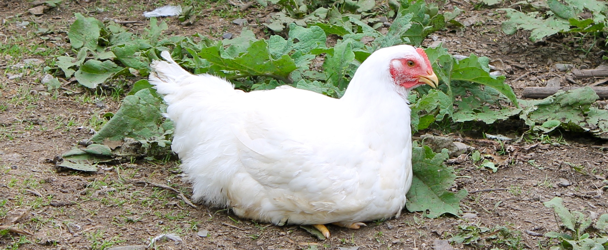 The first harvest of pastureraised chicken is ready Cayuta Sun Farm