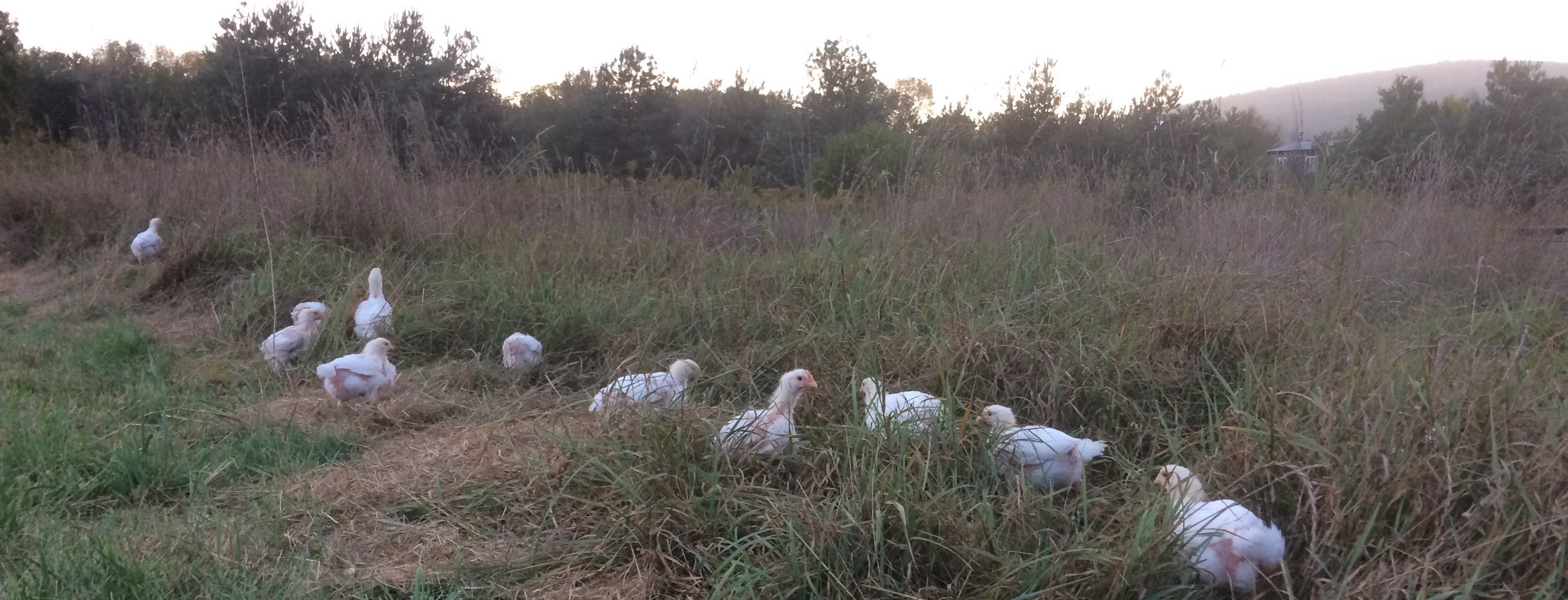 Permaculture Apprenticeship Cayuta Sun Farm