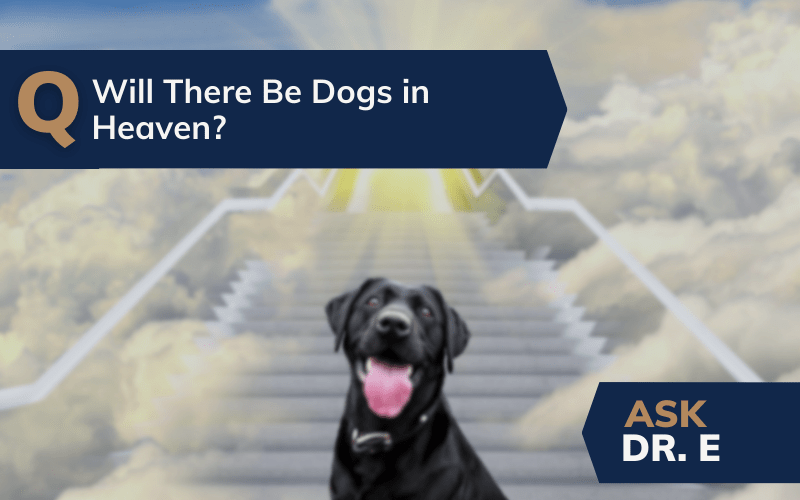 Will There Be Dogs in Heaven? Ask Dr. E