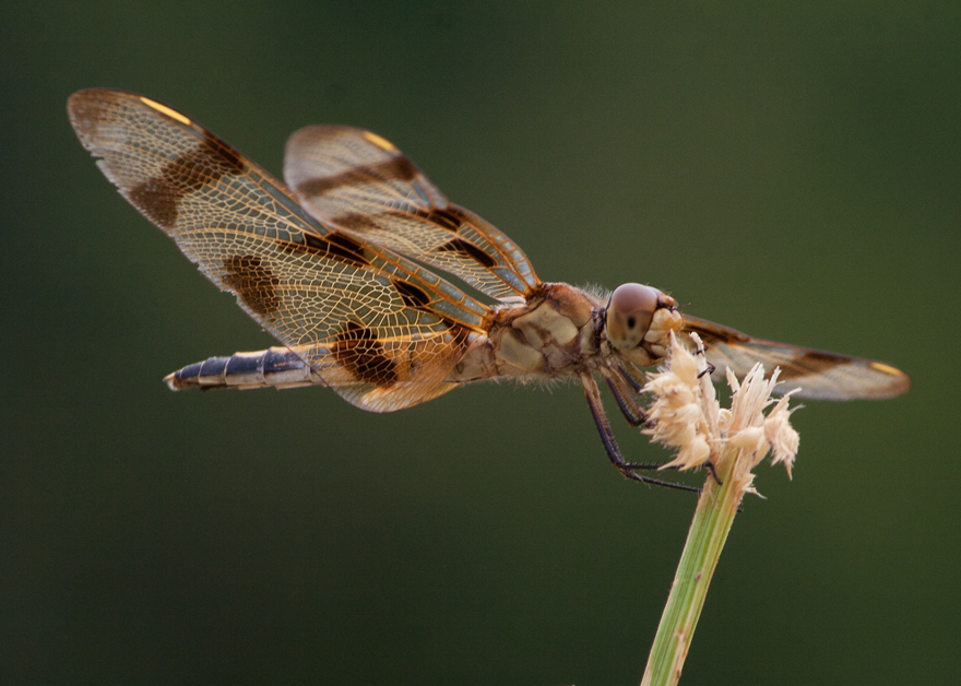 Halloween Pennant dragonflythe second time Mike Powell
