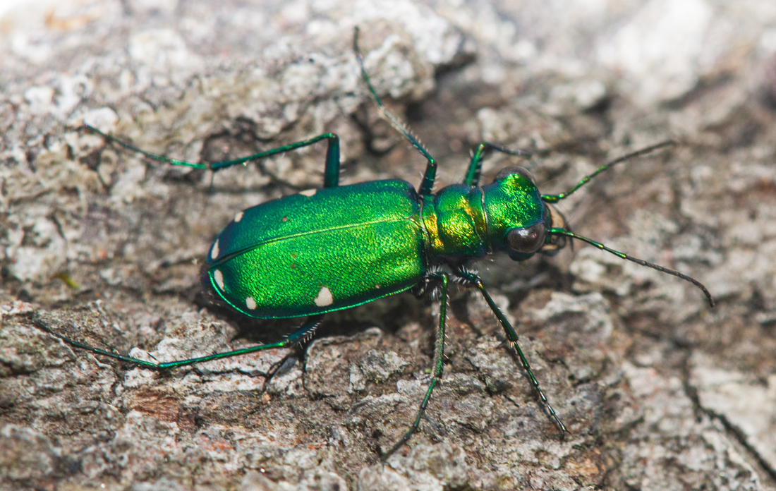 Sixspotted Tiger Beetle Mike Powell