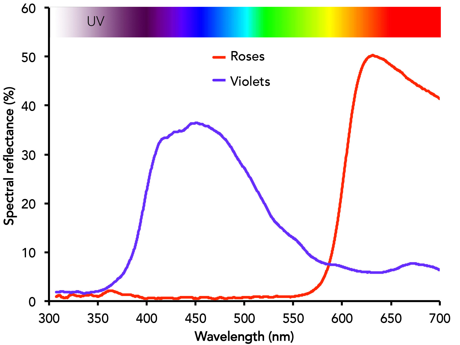 Roses reflect greatest above 620 nm, Violets reflect at 420 480 nm
