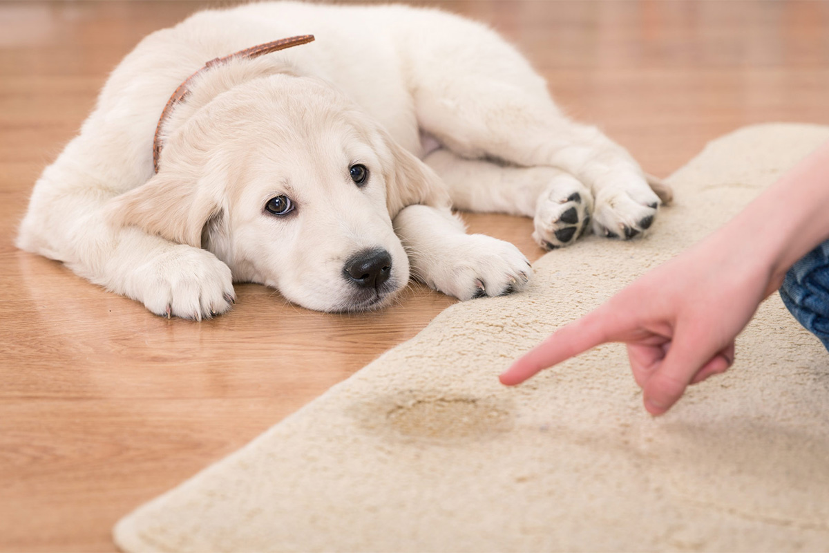 Puppy Potty Training | Michael's Pack | Dog Potty Training