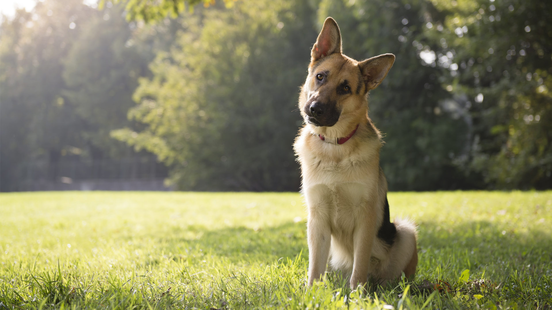 German Shepherd Training Michael's Pack New Jersey New York