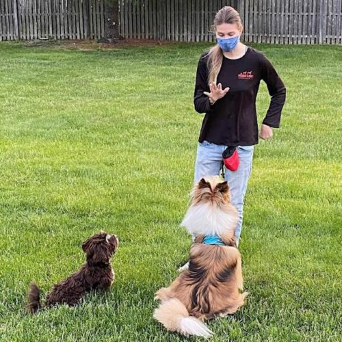 Michael's Pack Dog Trainers Puppy & Adult Dog Training Services