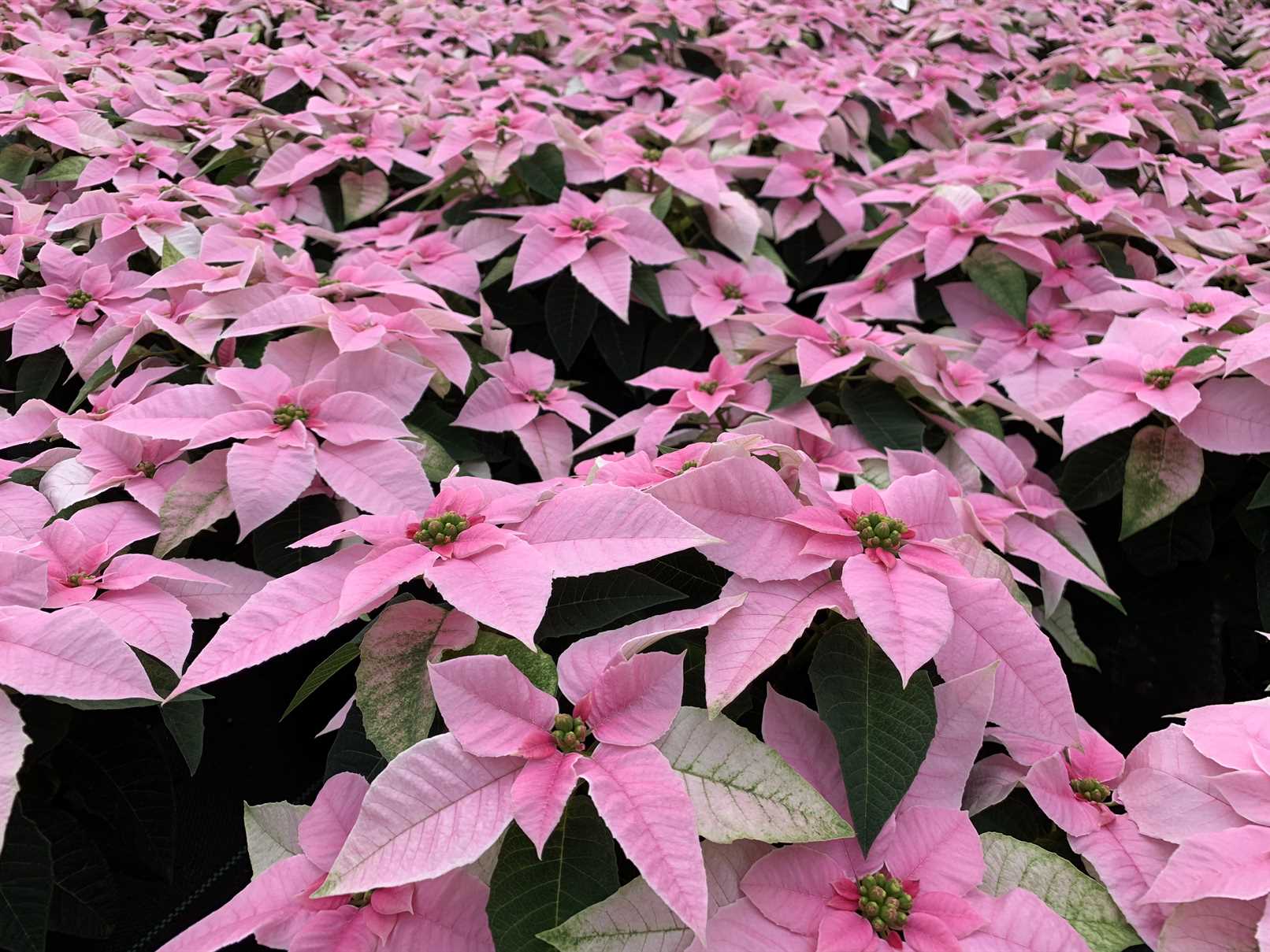 Poinsettia Varieties & Sizes Michael's Greenhouses