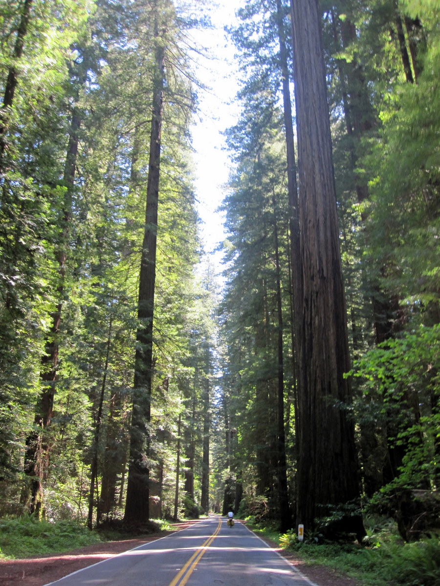 Day 8 Humboldt Redwoods State Park