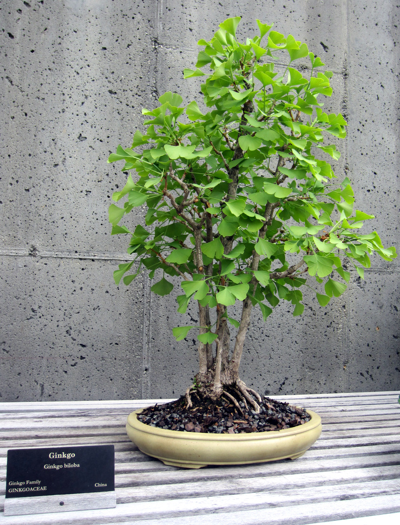 The North Carolina Arboretum Bonsai Exhibit