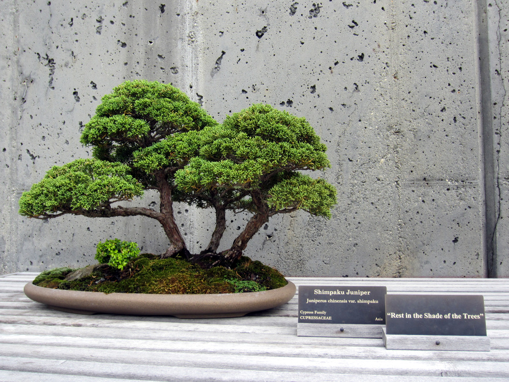 The North Carolina Arboretum Bonsai Exhibit