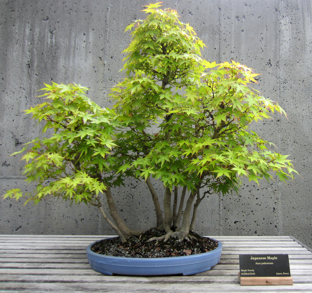 The North Carolina Arboretum Bonsai Exhibit