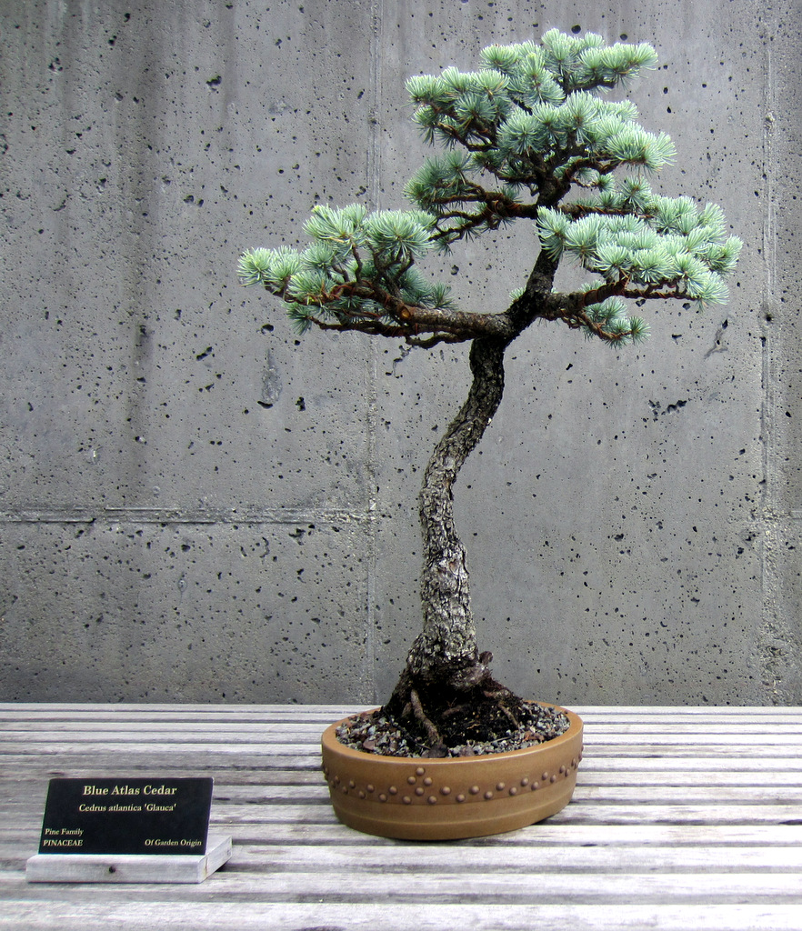 The North Carolina Arboretum Bonsai Exhibit