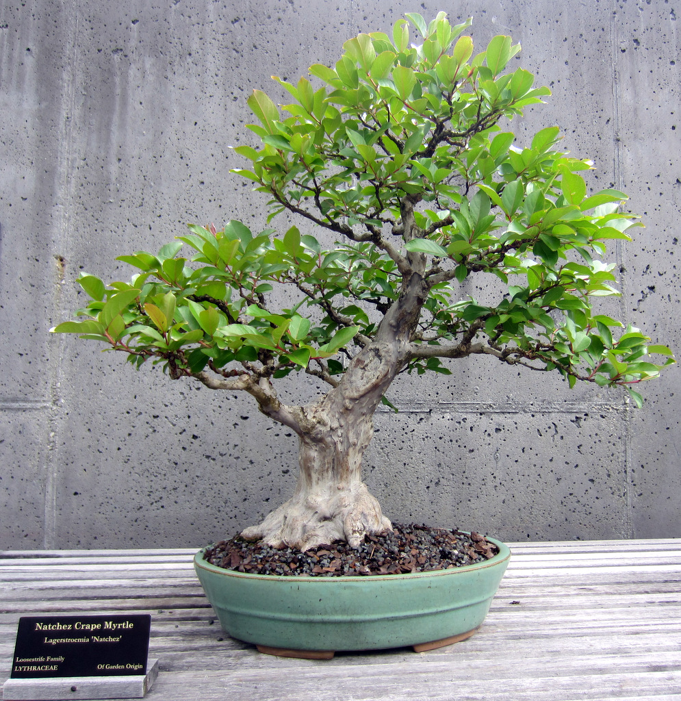 The North Carolina Arboretum Bonsai Exhibit