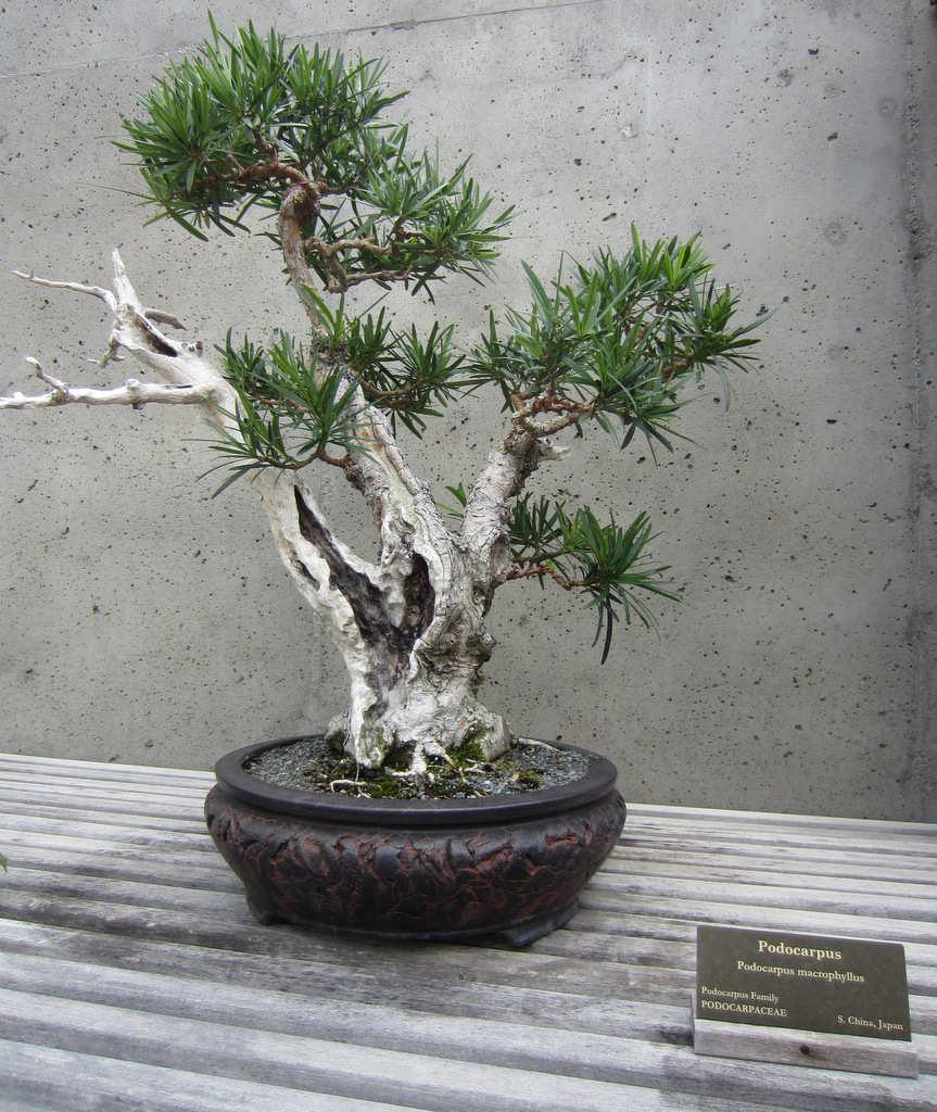 The North Carolina Arboretum Bonsai Exhibit