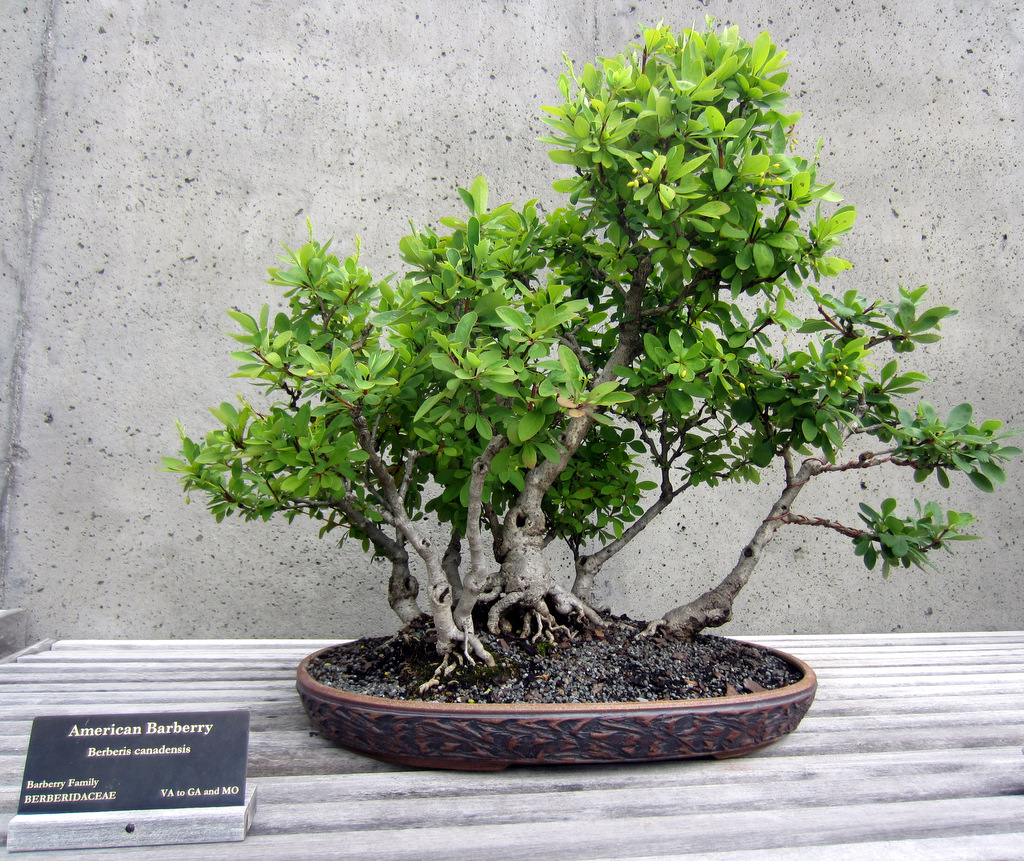 The North Carolina Arboretum Bonsai Exhibit