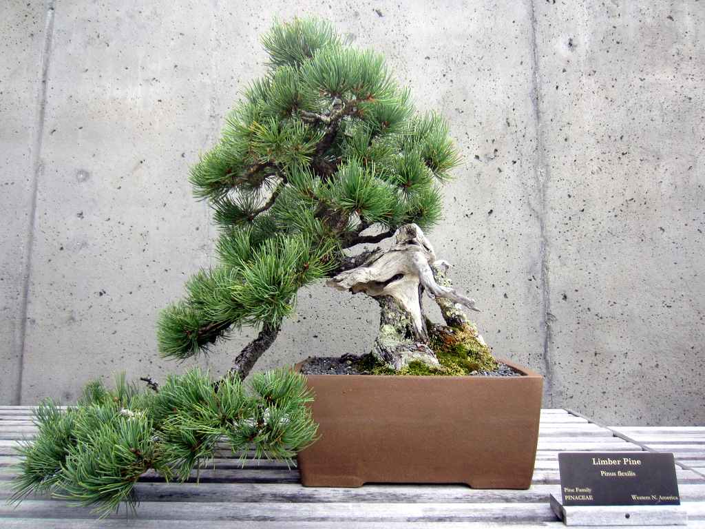 The North Carolina Arboretum Bonsai Exhibit