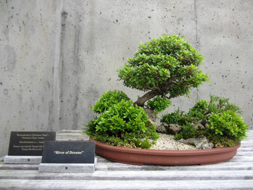 The North Carolina Arboretum Bonsai Exhibit